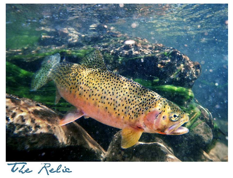 Photography: Yellowstone and its Cutthroat Trout | Hatch Magazine